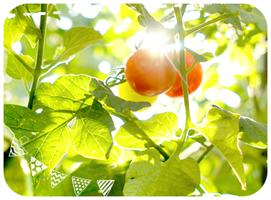 森田農園のミニトマト01